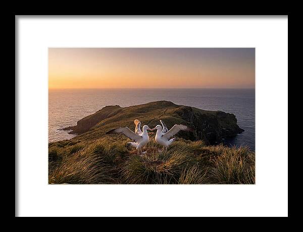 Albatrosses In Harmony