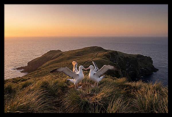 Albatrosses In Harmony