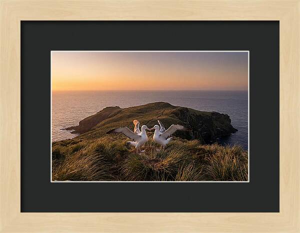 Albatrosses In Harmony