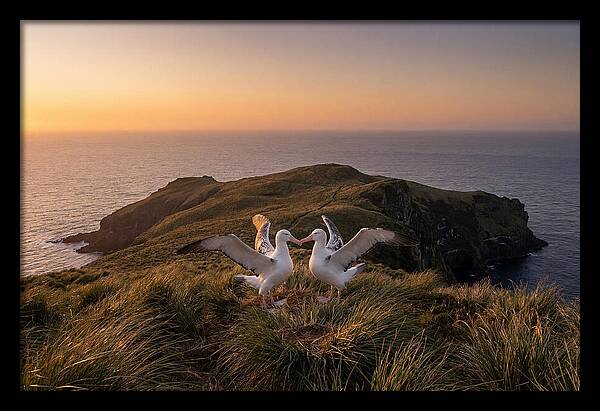 Albatrosses In Harmony