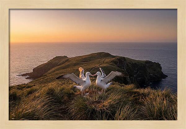 Albatrosses In Harmony