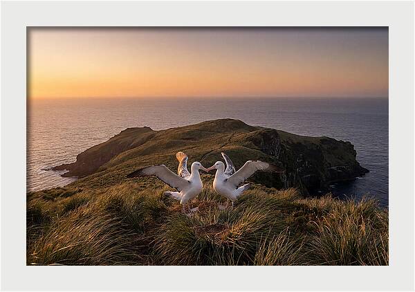 Albatrosses In Harmony