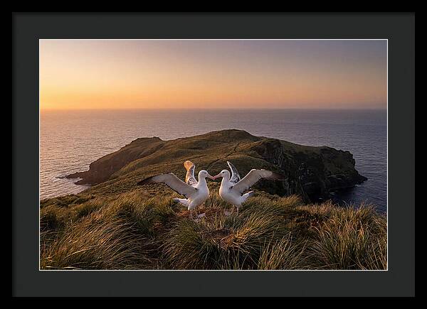 Albatrosses In Harmony