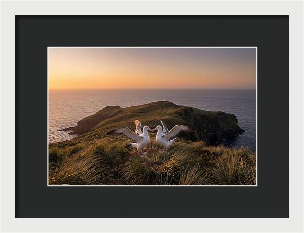 Albatrosses In Harmony