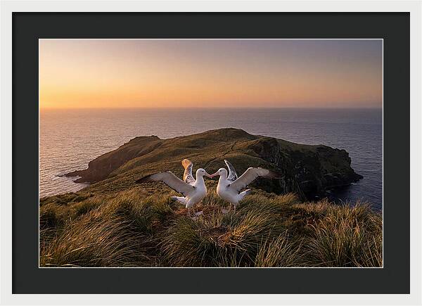 Albatrosses In Harmony