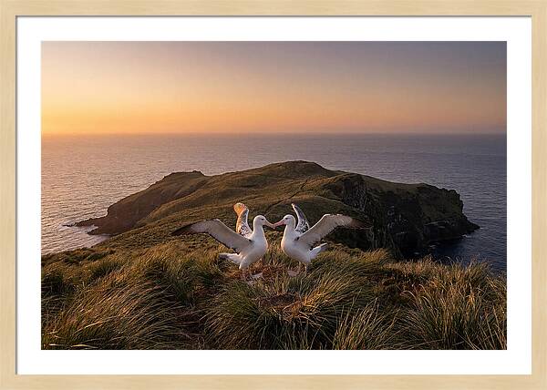 Albatrosses In Harmony