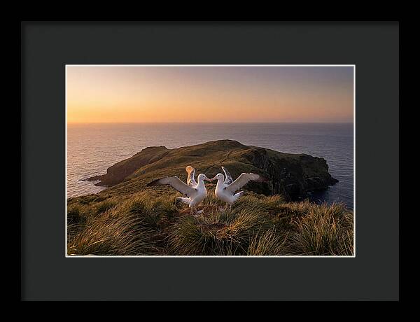 Albatrosses In Harmony