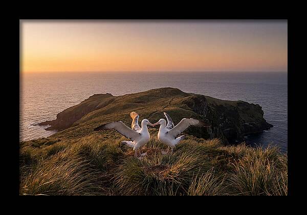 Albatrosses In Harmony