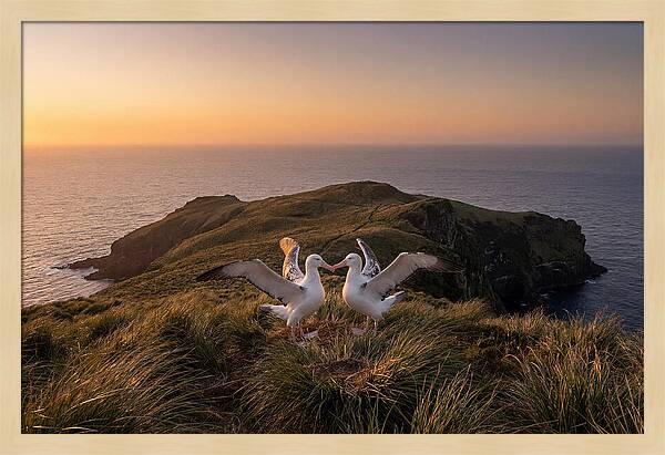 Albatrosses In Harmony