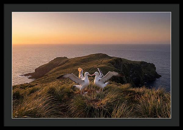 Albatrosses In Harmony
