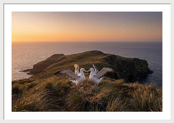 Albatrosses In Harmony