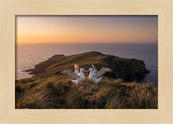 Albatrosses In Harmony