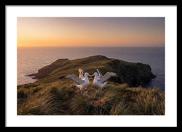 Albatrosses In Harmony