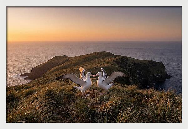 Albatrosses In Harmony