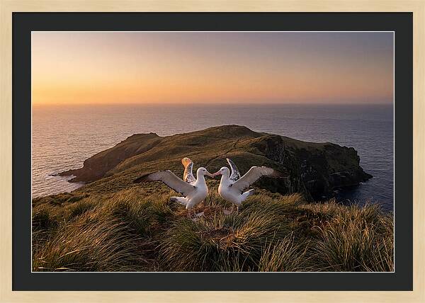 Albatrosses In Harmony