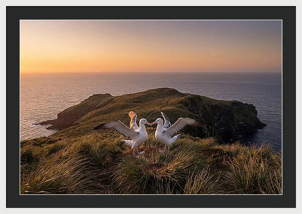 Albatrosses In Harmony