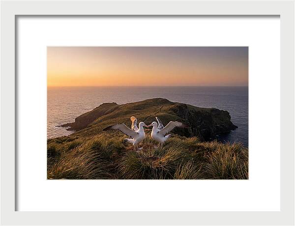 Albatrosses In Harmony