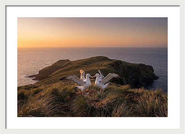 Albatrosses In Harmony