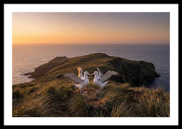 Albatrosses In Harmony