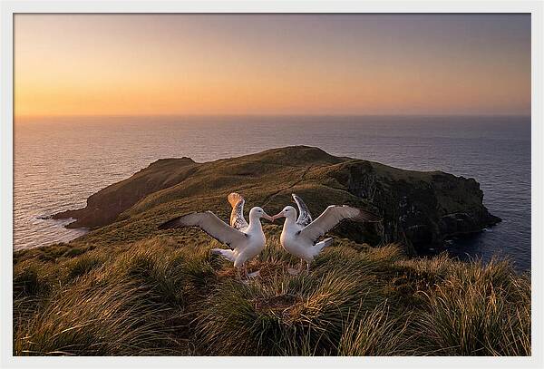 Albatrosses In Harmony