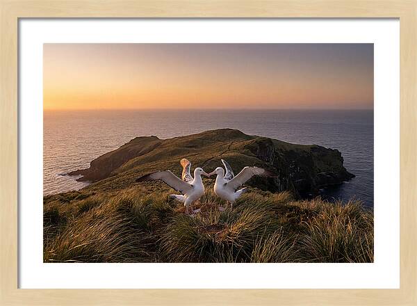 Albatrosses In Harmony