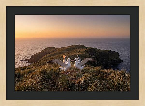 Albatrosses In Harmony