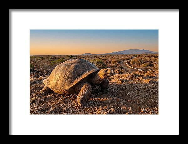 Aldabra Giant Tortoise At Dusk
