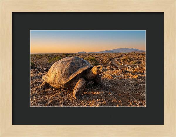 Aldabra Giant Tortoise At Dusk