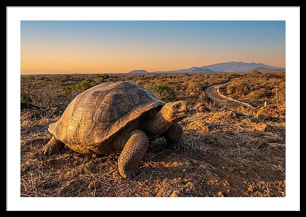 Aldabra Giant Tortoise At Dusk