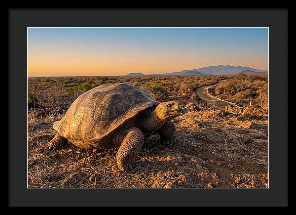 Aldabra Giant Tortoise At Dusk