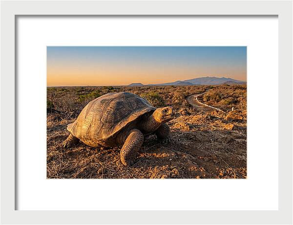 Aldabra Giant Tortoise At Dusk
