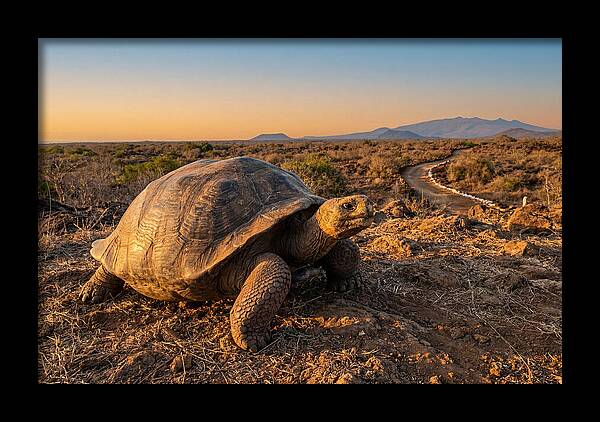 Aldabra Giant Tortoise At Dusk