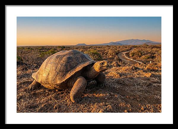 Aldabra Giant Tortoise At Dusk