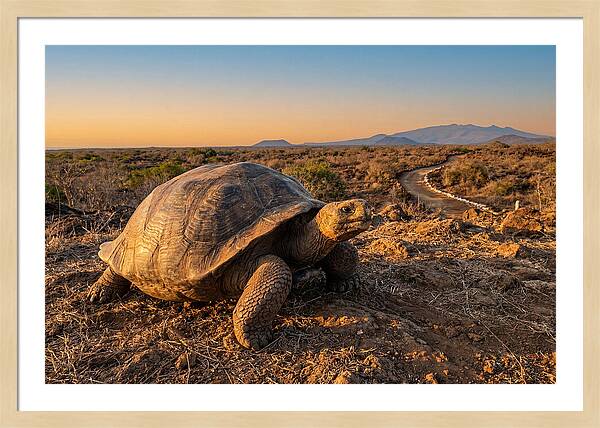 Aldabra Giant Tortoise At Dusk