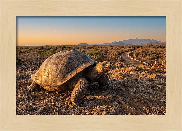 Aldabra Giant Tortoise At Dusk