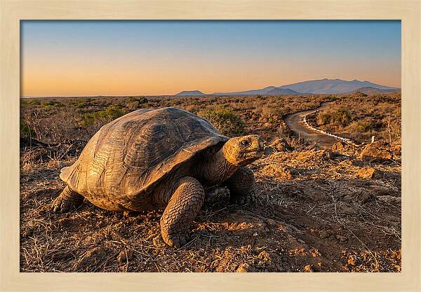 Aldabra Giant Tortoise At Dusk