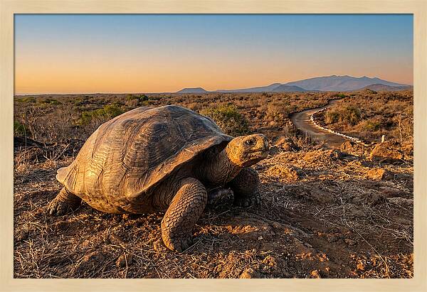 Aldabra Giant Tortoise At Dusk