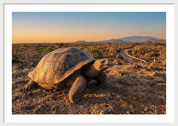 Aldabra Giant Tortoise At Dusk