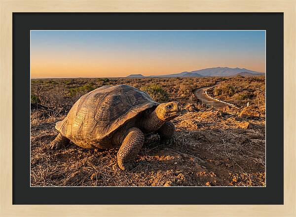 Aldabra Giant Tortoise At Dusk
