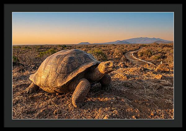Aldabra Giant Tortoise At Dusk