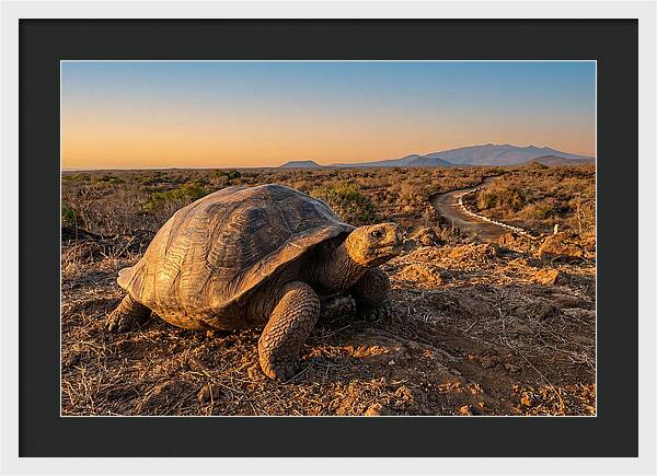 Aldabra Giant Tortoise At Dusk