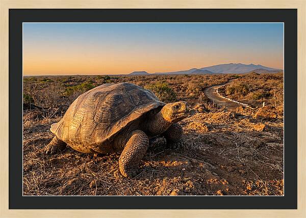 Aldabra Giant Tortoise At Dusk