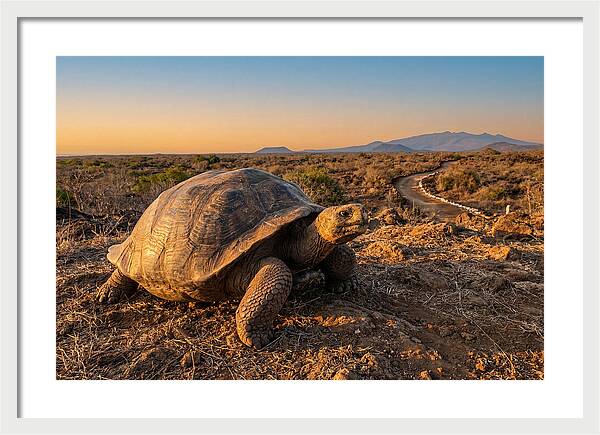 Aldabra Giant Tortoise At Dusk