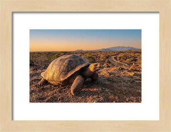 Aldabra Giant Tortoise At Dusk