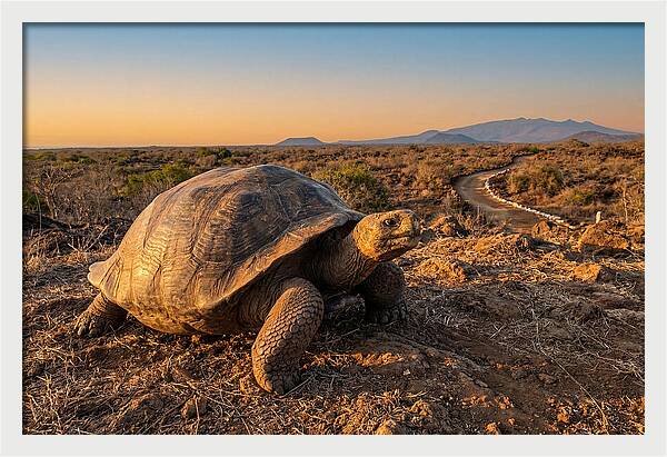Aldabra Giant Tortoise At Dusk