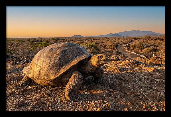 Aldabra Giant Tortoise At Dusk