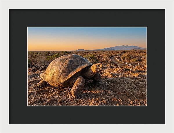 Aldabra Giant Tortoise At Dusk