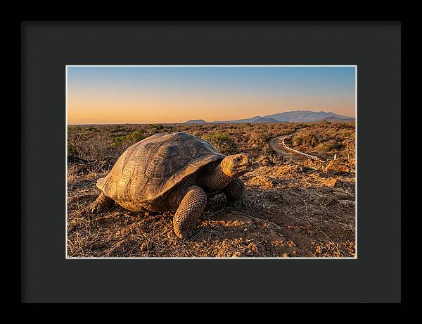 Aldabra Giant Tortoise At Dusk