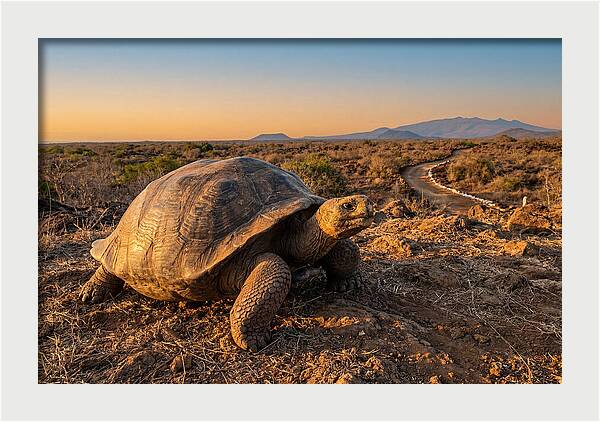 Aldabra Giant Tortoise At Dusk