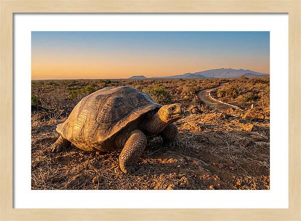 Aldabra Giant Tortoise At Dusk